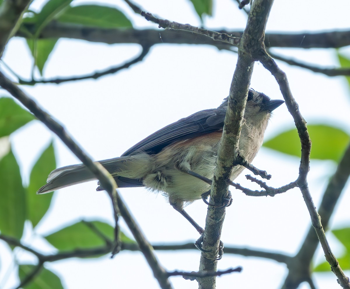 Tufted Titmouse - Mary-Rose Hoang