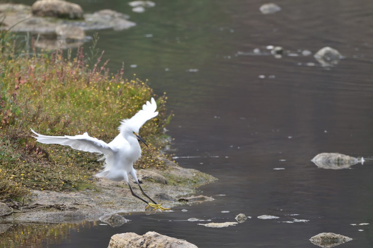 Snowy Egret - Medio Ambiente El Quisco