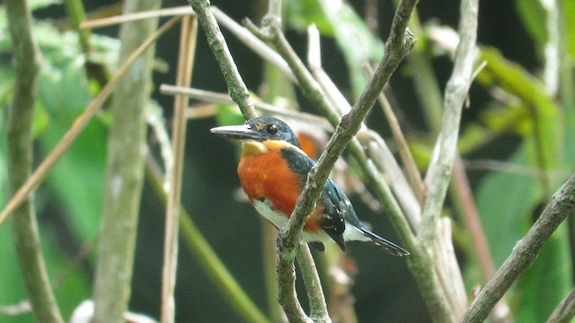 American Pygmy Kingfisher - ML618216153