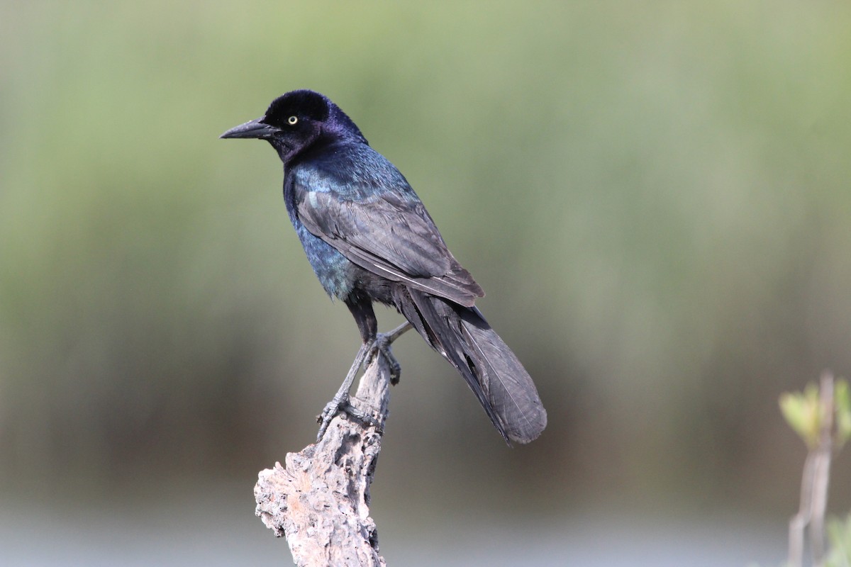 Boat-tailed Grackle - ML618216159