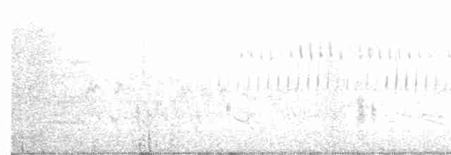Common Gallinule - ML618216161