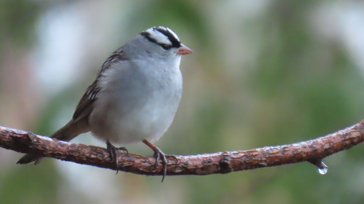 White-crowned Sparrow - Linda Adnil