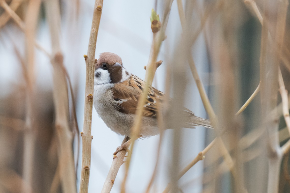 Eurasian Tree Sparrow - ML618216168