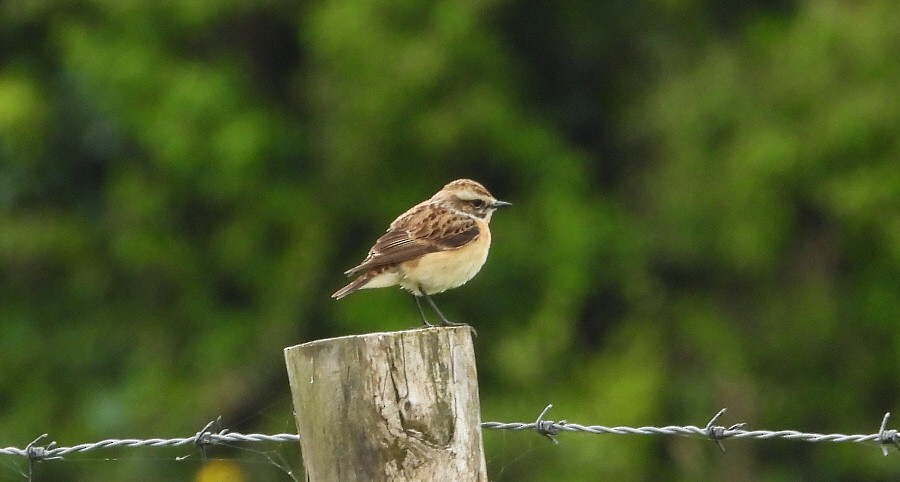 Whinchat - ML618216169
