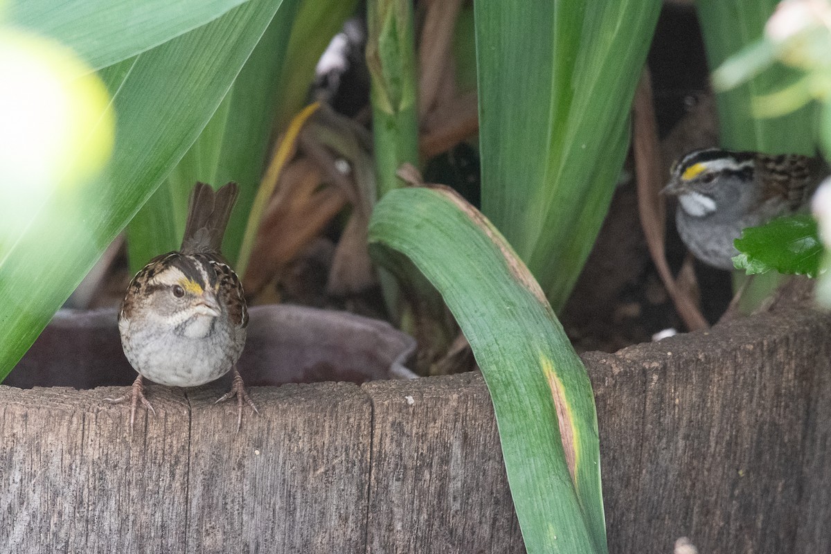 White-throated Sparrow - Sharon J