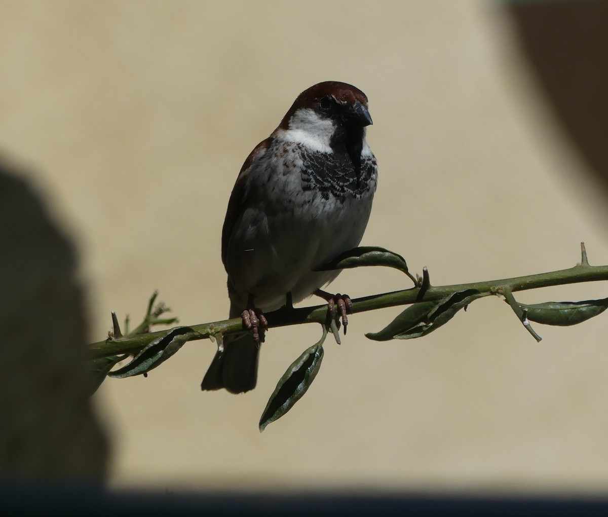 Italian Sparrow - Guy Kirwan