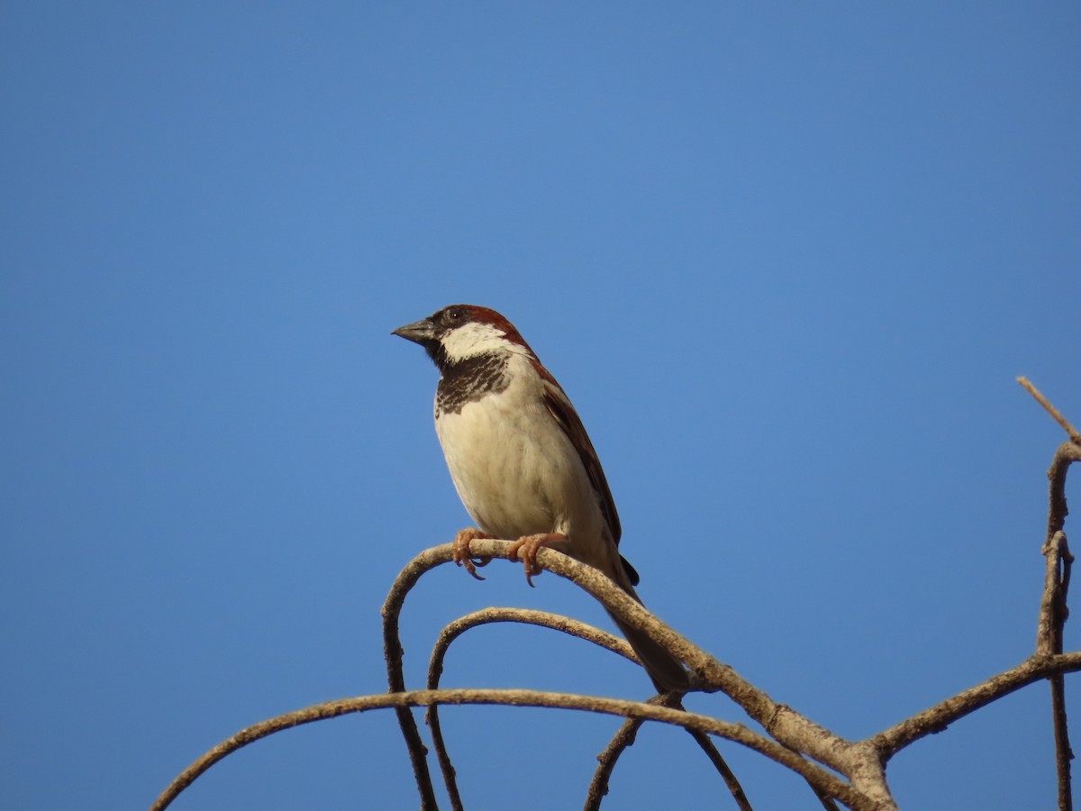 House Sparrow - Gargi Dalawat