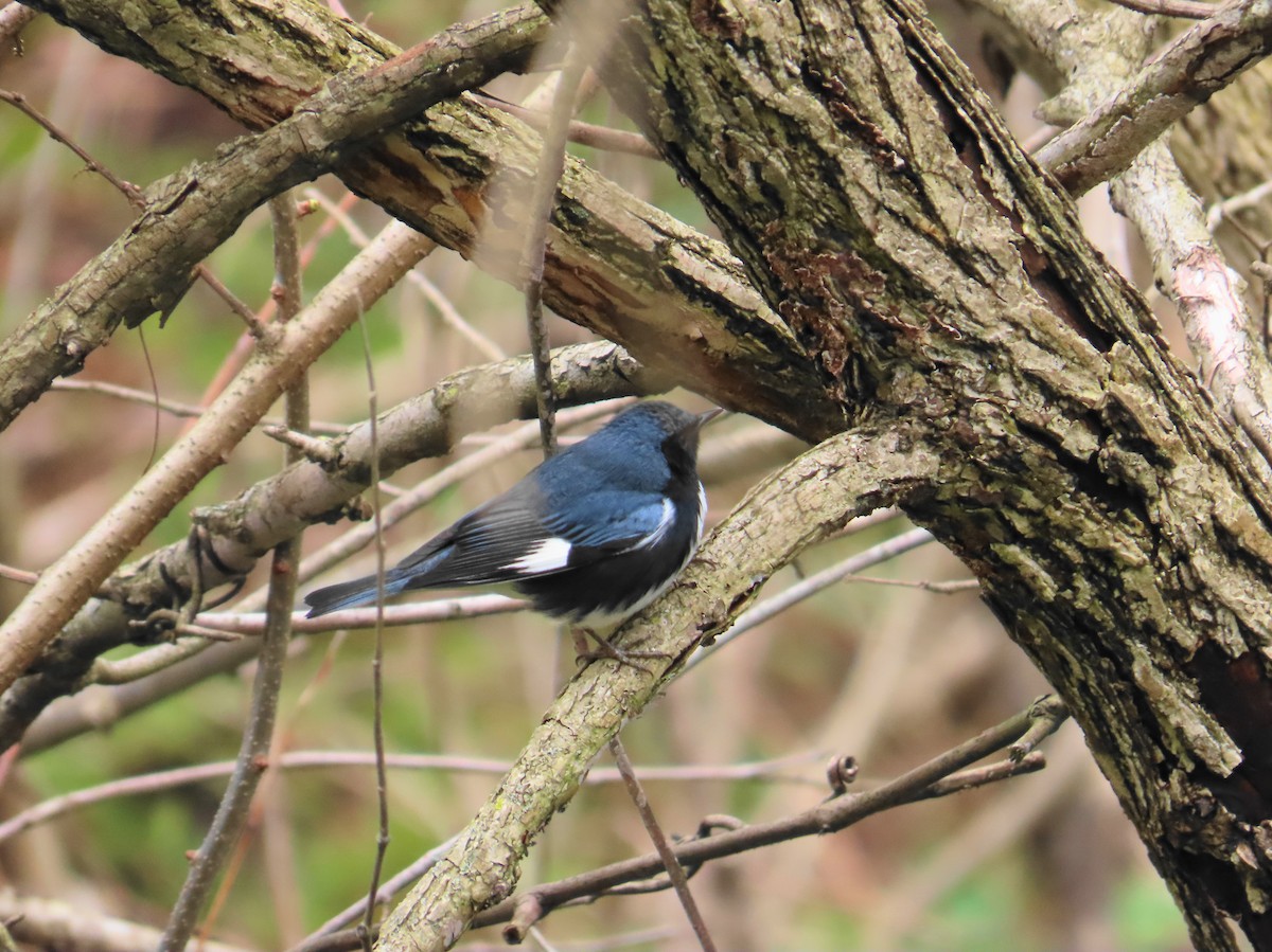 Black-throated Blue Warbler - Ernie LeBlanc