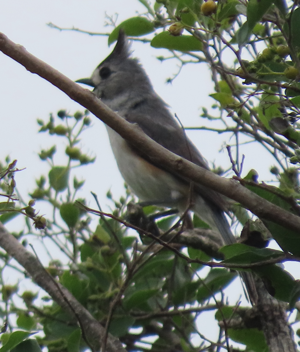 Black-crested Titmouse - Maia Ginsburg