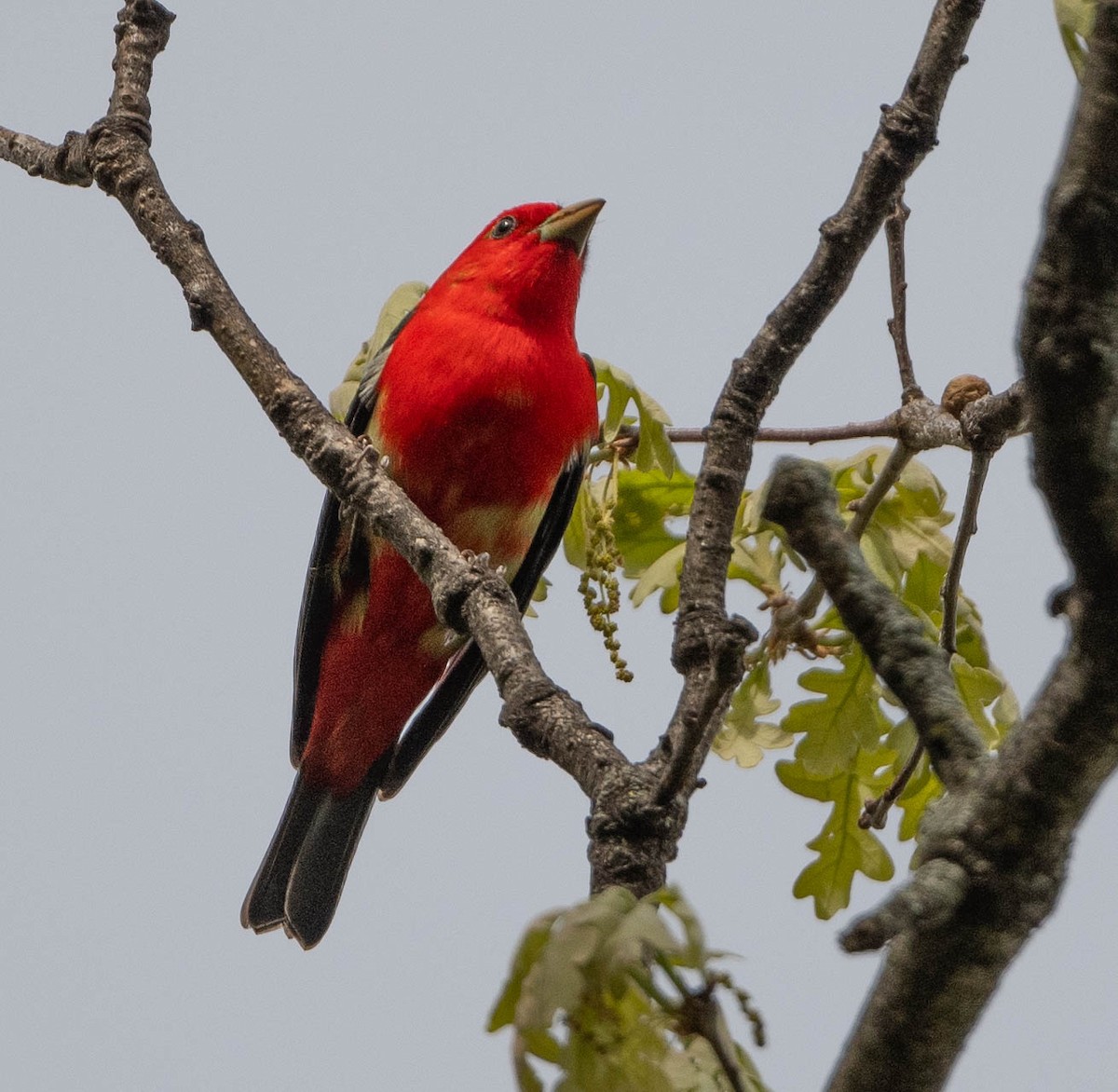 Scarlet Tanager - ML618216192