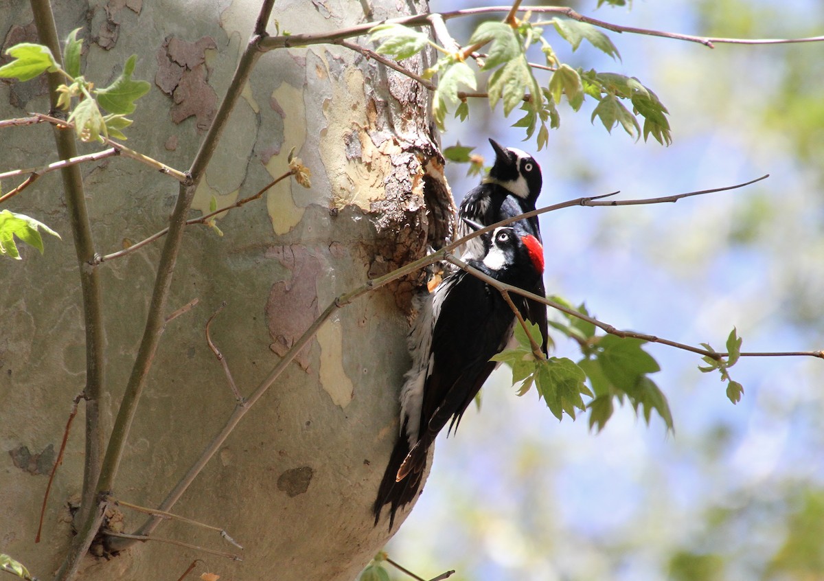 Acorn Woodpecker (Acorn) - Jared Peck