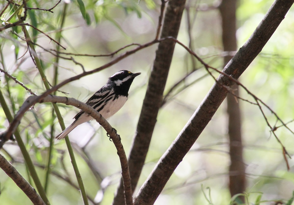 Black-throated Gray Warbler - Jared Peck