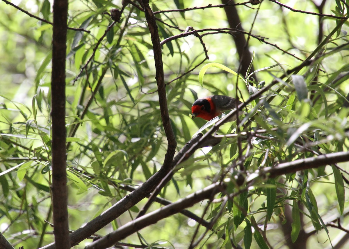Red-faced Warbler - Jared Peck