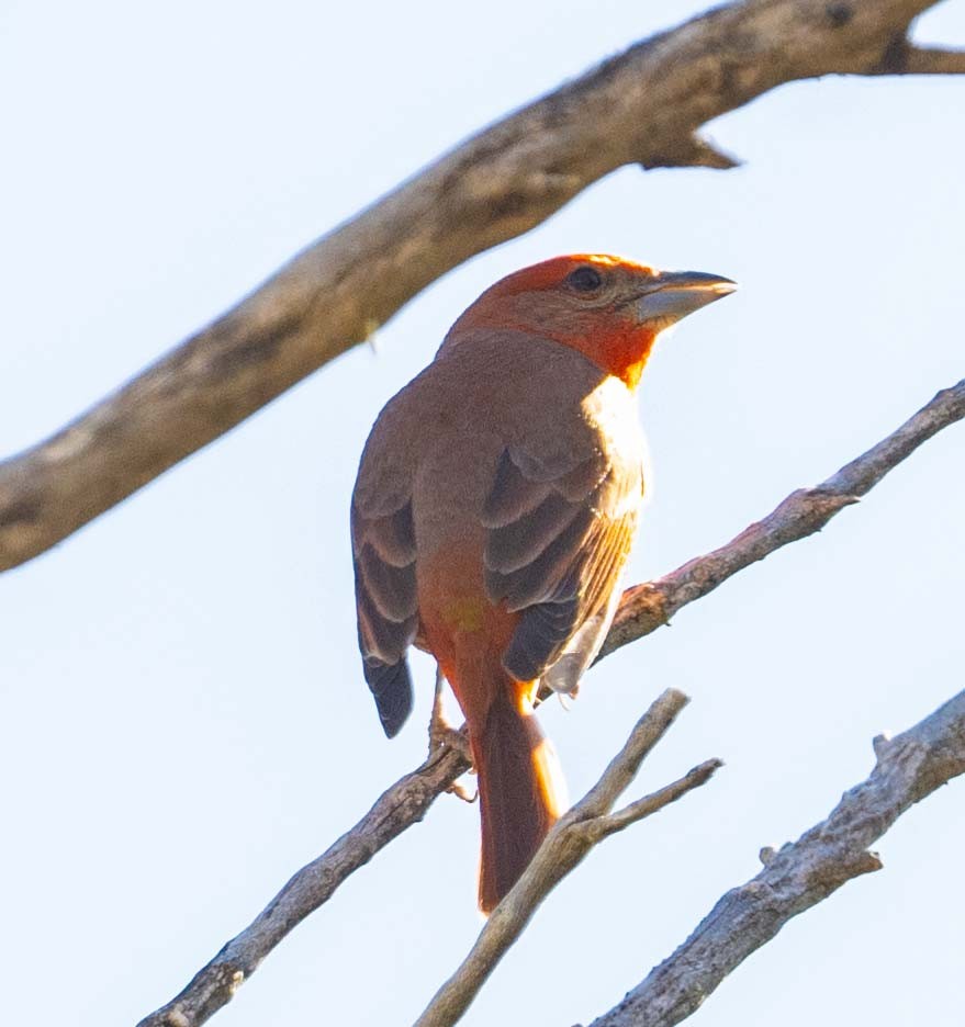 Hepatic Tanager - ML618216259