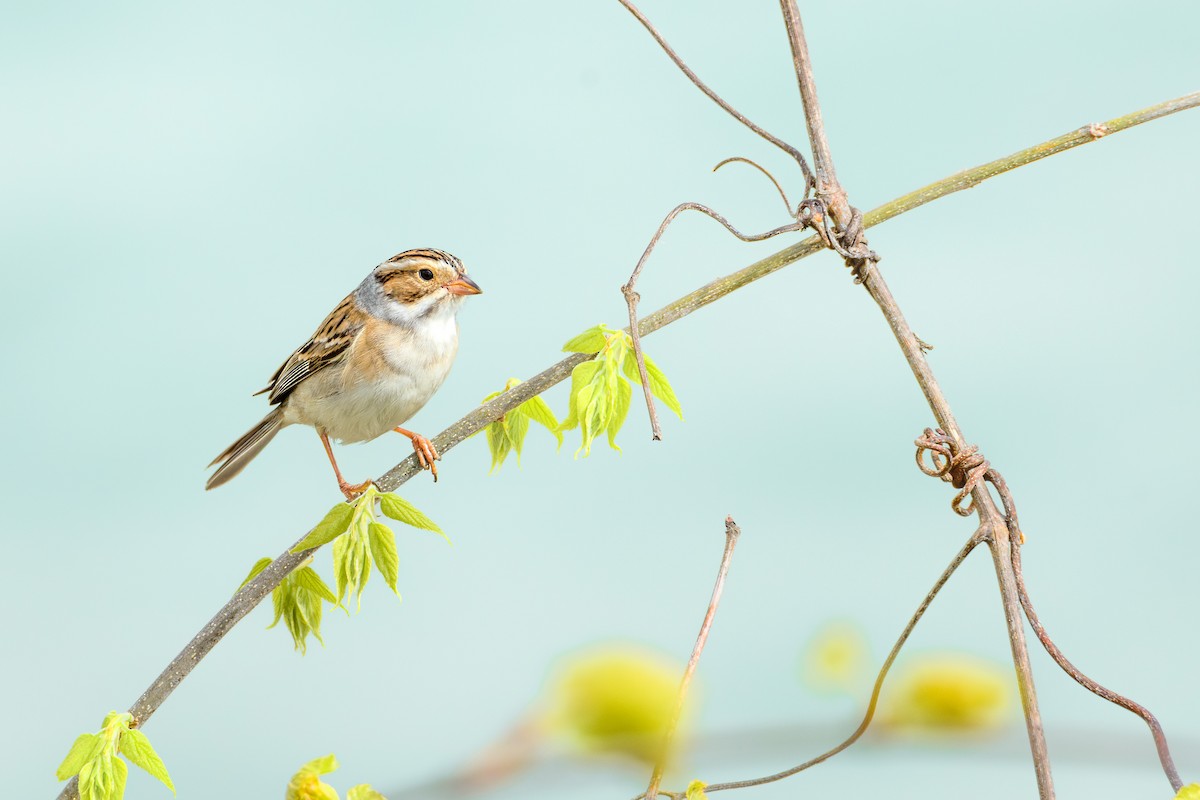 Clay-colored Sparrow - ML618216273