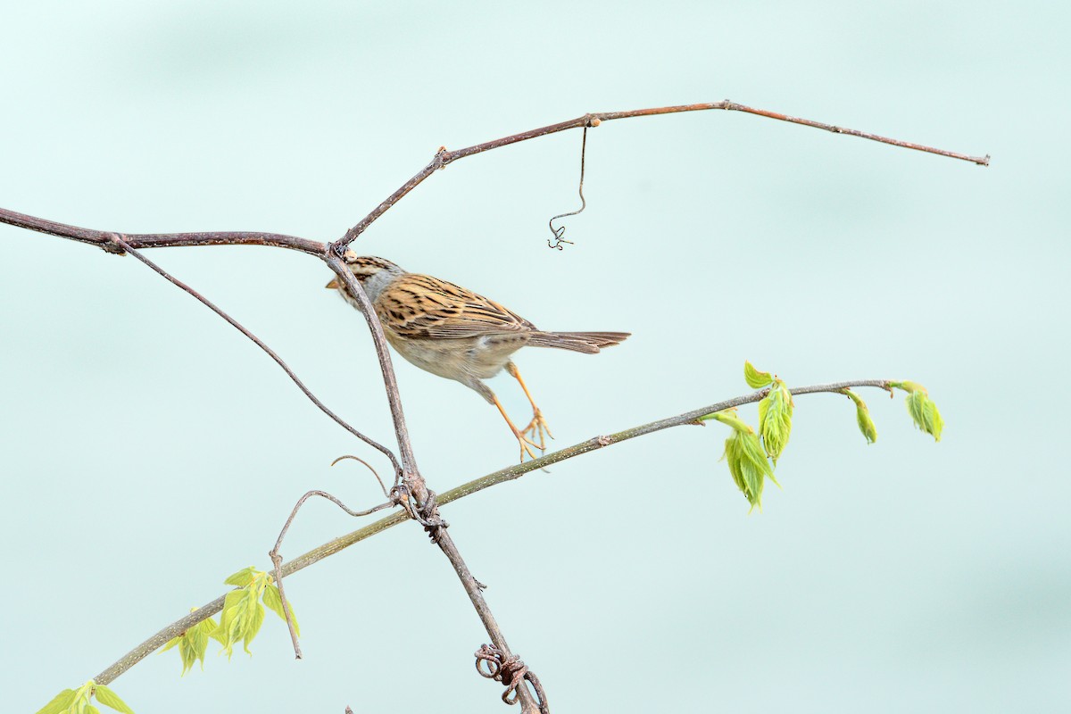 Clay-colored Sparrow - Collin Porter