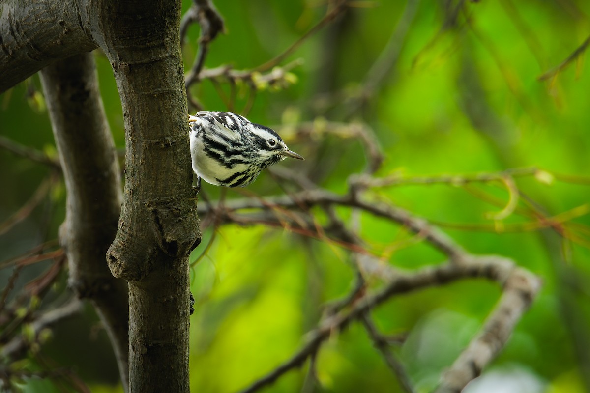 Black-and-white Warbler - ML618216287