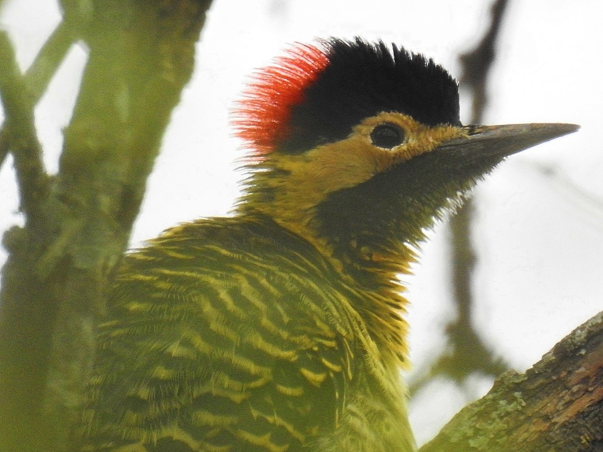 Green-barred Woodpecker - ML618216319