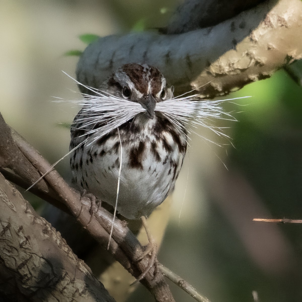 Song Sparrow - Mark Parker