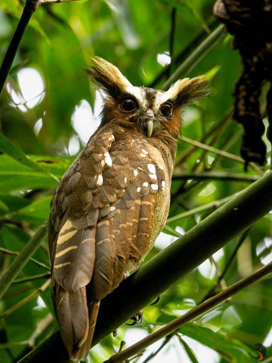 Crested Owl - ML618216365
