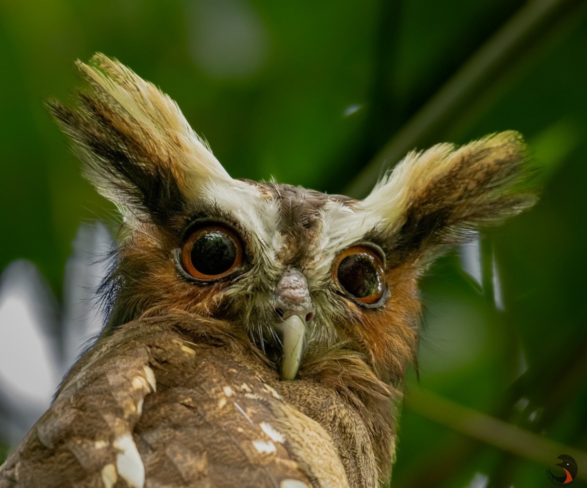 Crested Owl - ML618216373