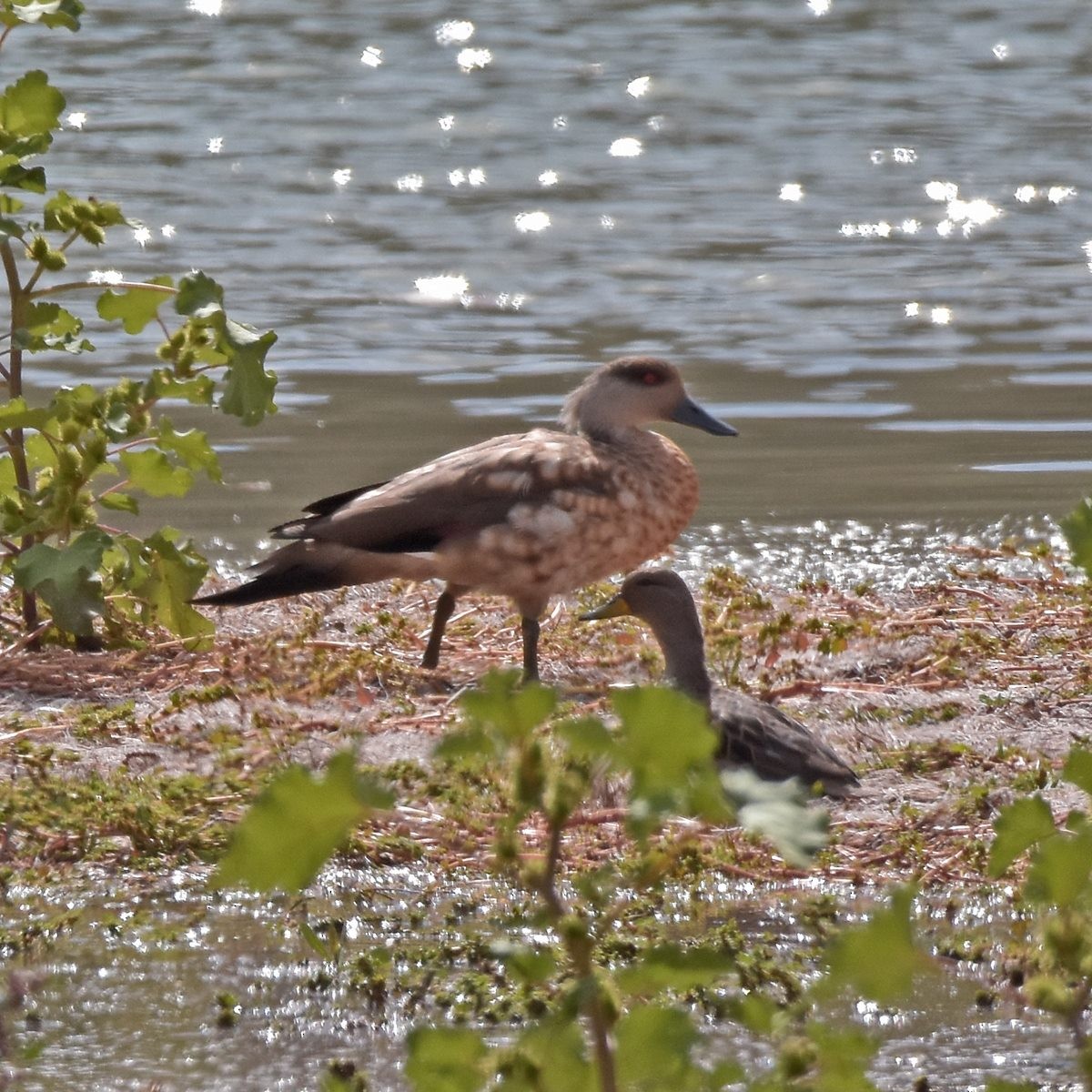 Crested Duck - ML618216384