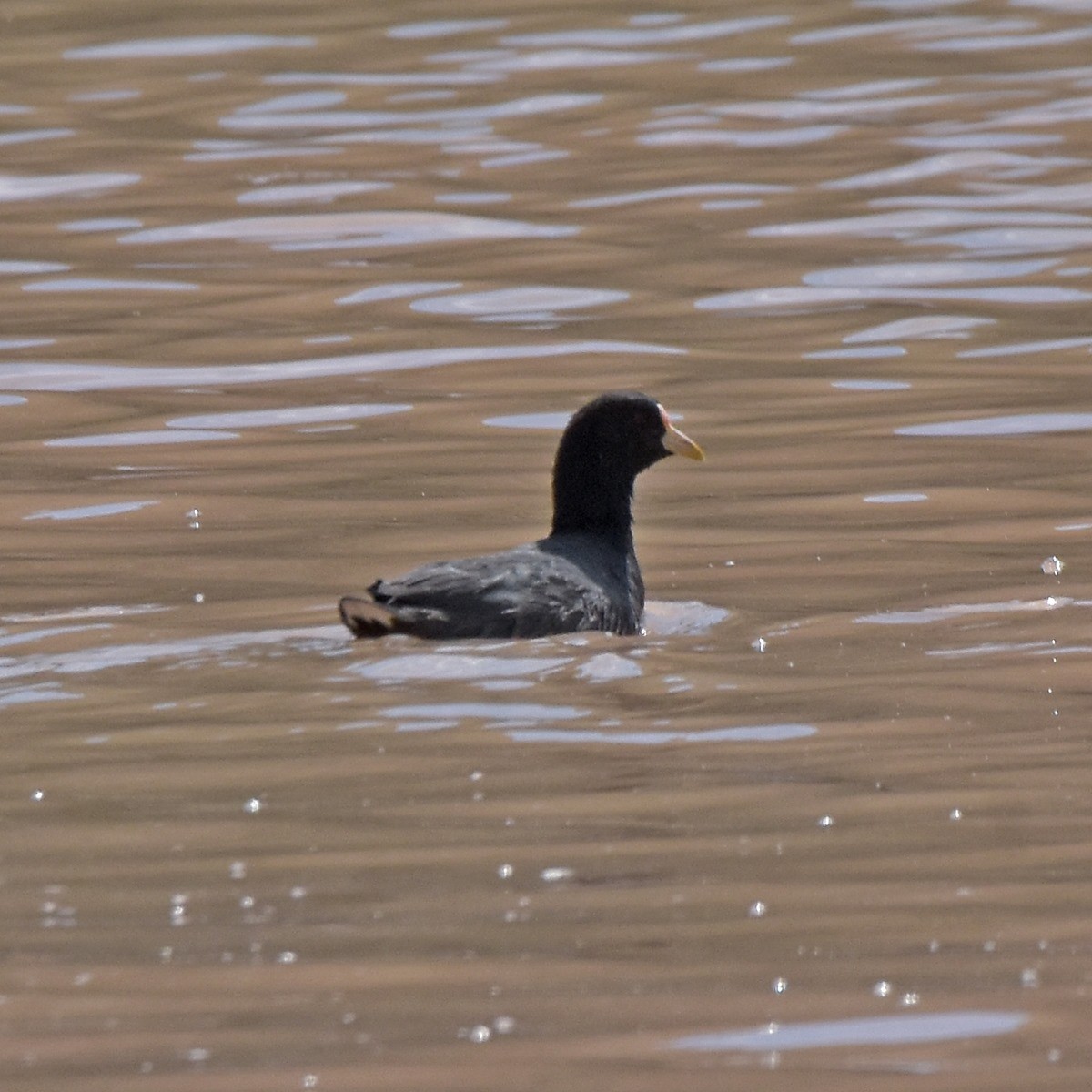 White-winged Coot - ML618216450
