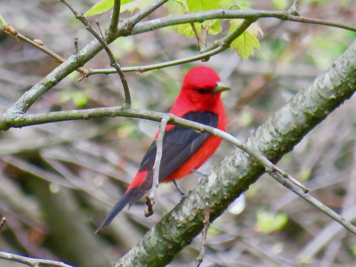 Scarlet Tanager - ML618216482