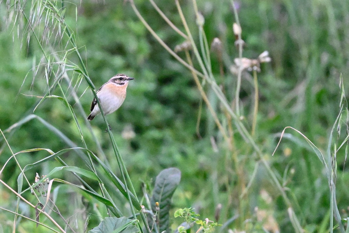 Whinchat - ML618216511