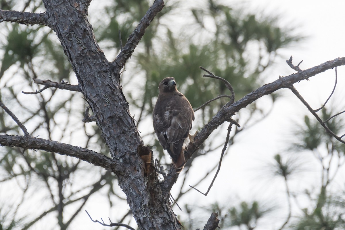 Red-tailed Hawk - ML618216540