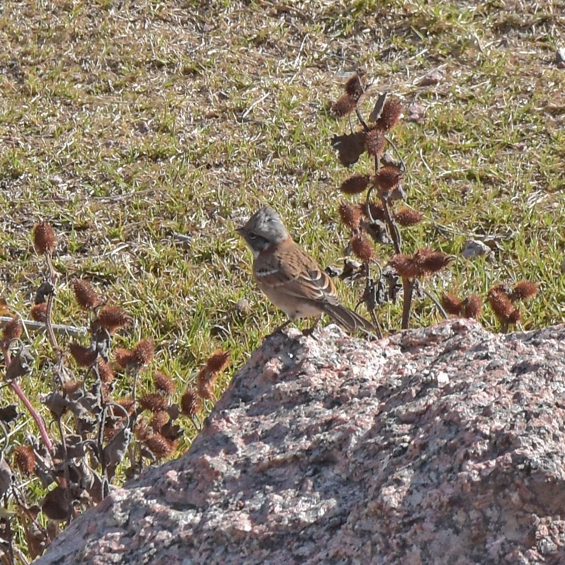 Rufous-collared Sparrow - ML618216547