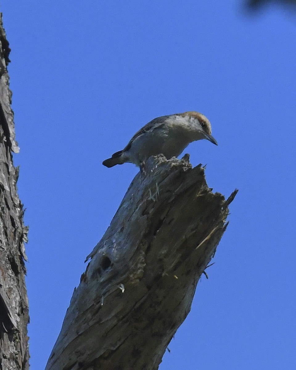Brown-headed Nuthatch - ML618216573