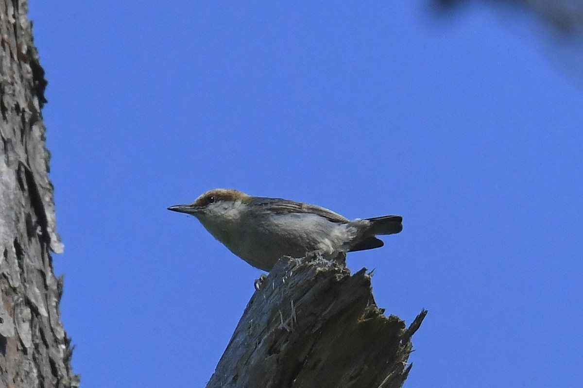 Brown-headed Nuthatch - Jerry Messinger