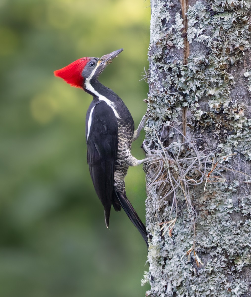 Lineated Woodpecker (Lineated) - Lars Petersson | My World of Bird Photography