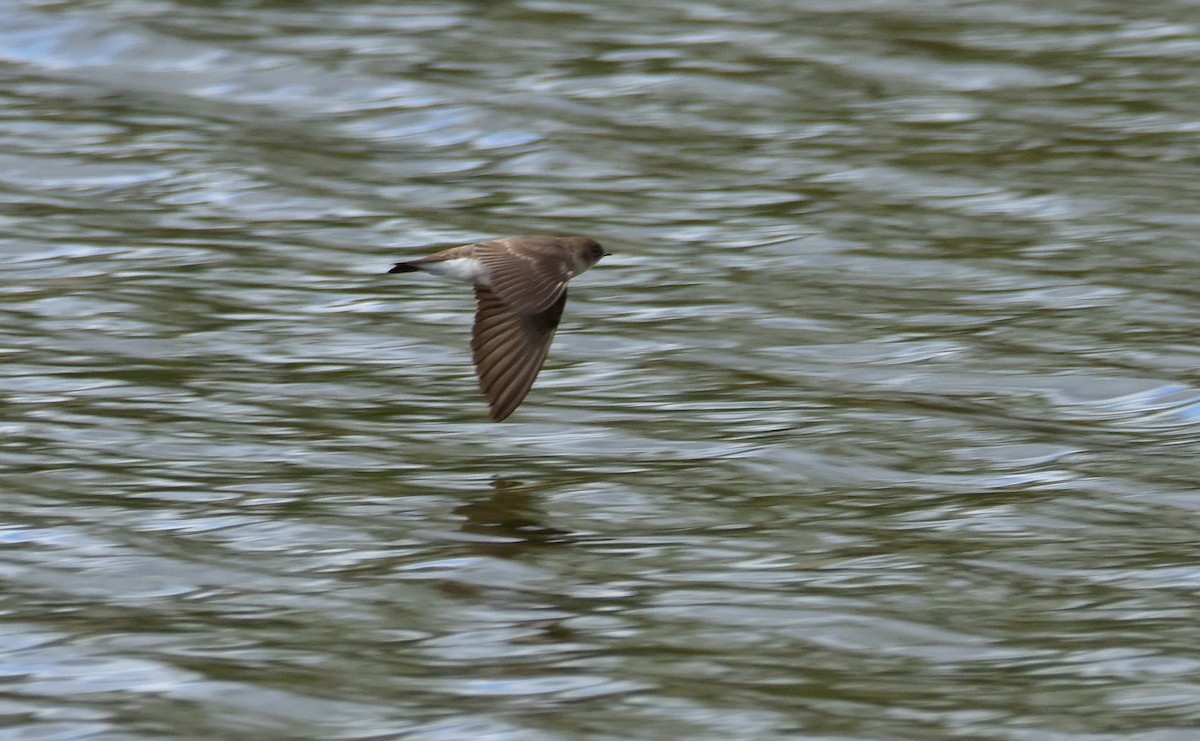Northern Rough-winged Swallow - ML618216664