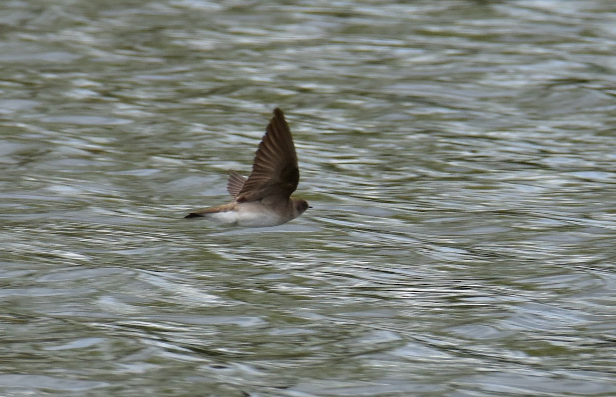 Northern Rough-winged Swallow - Dean Hester