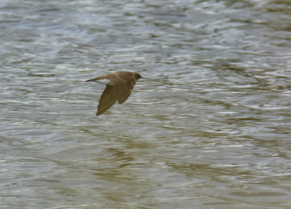 Northern Rough-winged Swallow - ML618216667