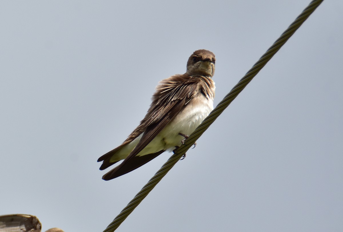 Northern Rough-winged Swallow - ML618216668