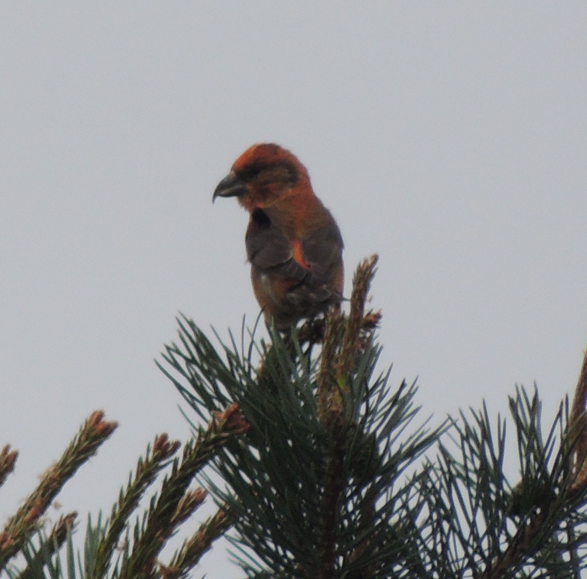 Red Crossbill - Mark Easterbrook