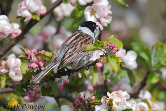 Reed Bunting - Keith Cowton