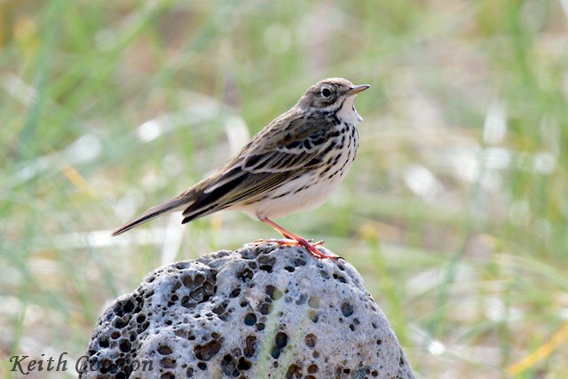 Meadow Pipit - ML618216710