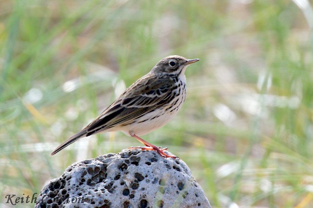 Meadow Pipit - ML618216711