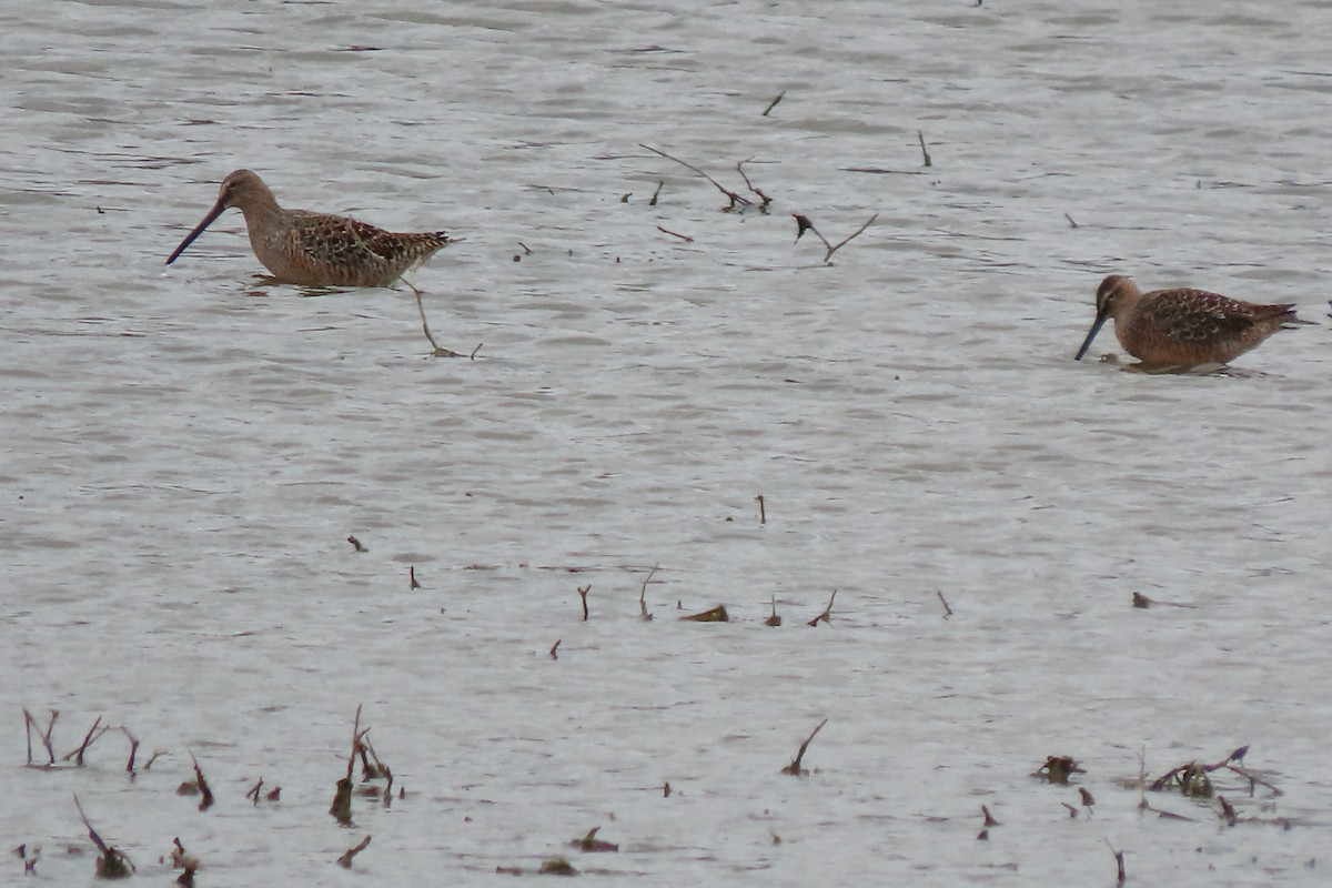 Long-billed Dowitcher - ML618216718
