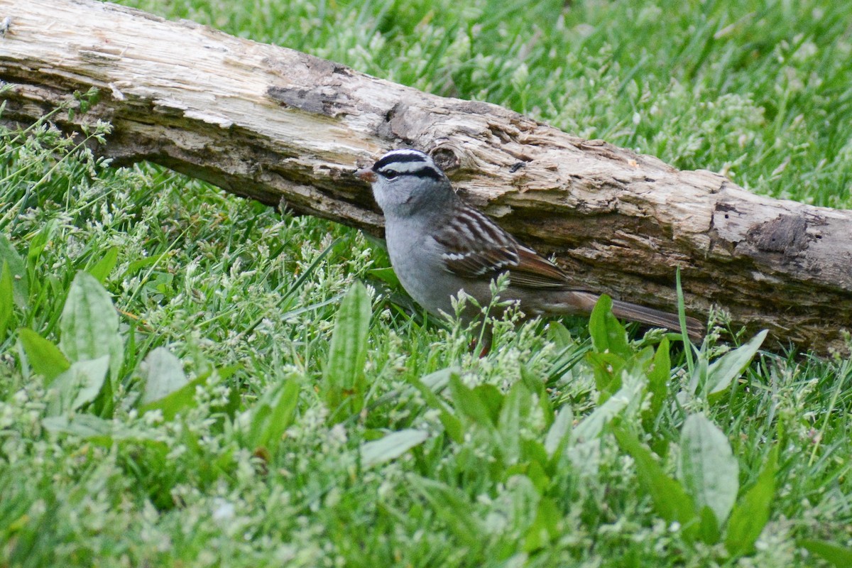 White-crowned Sparrow (leucophrys) - ML618216737