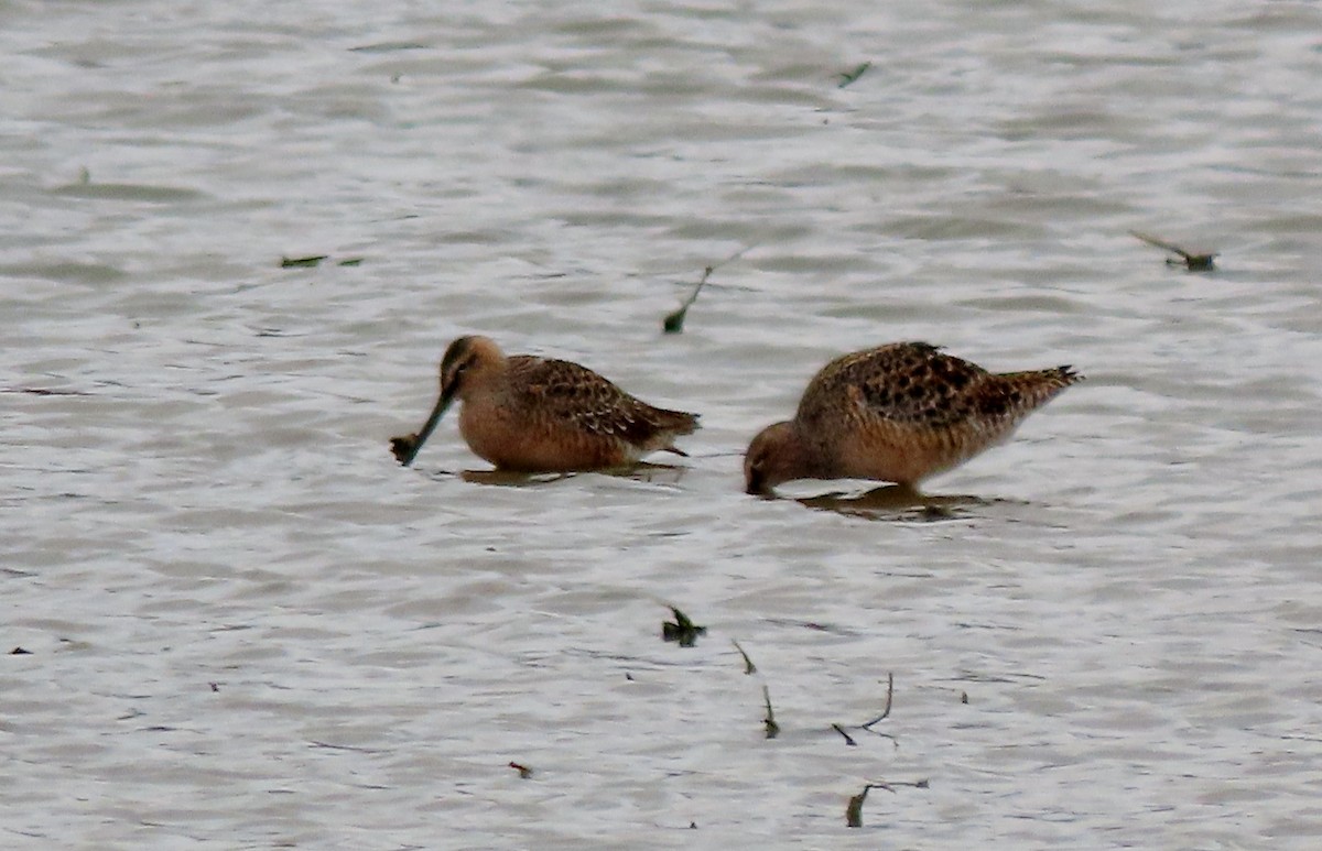 Long-billed Dowitcher - ML618216747