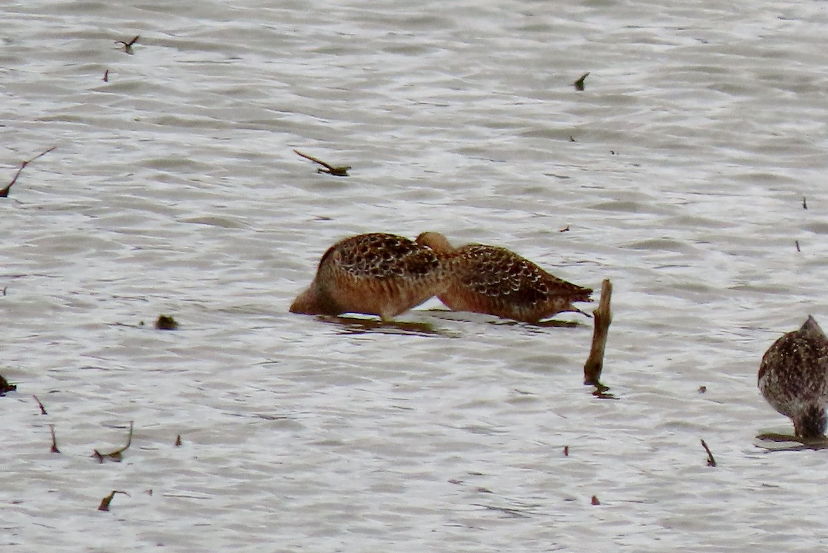 Long-billed Dowitcher - ML618216748