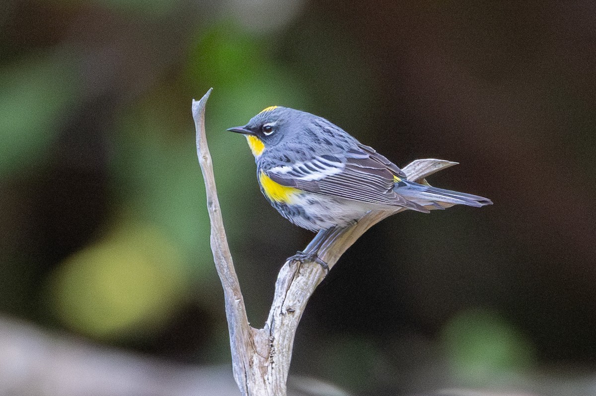 Yellow-rumped Warbler (Audubon's) - ML618216754
