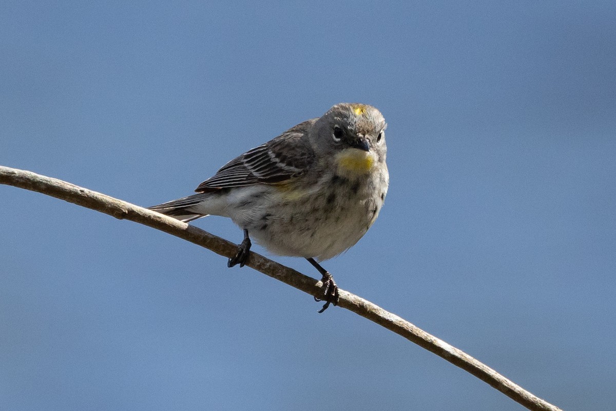 Yellow-rumped Warbler (Audubon's) - ML618216755