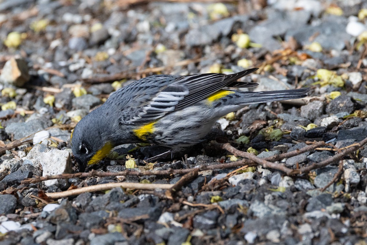 Yellow-rumped Warbler (Audubon's) - ML618216756