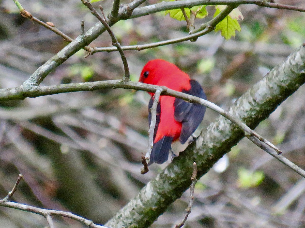 Scarlet Tanager - ML618216763
